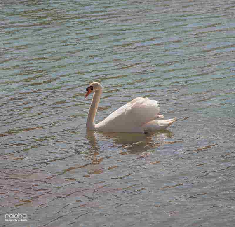 cisne en un lago