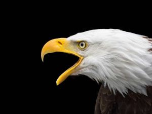 detalle de un pico de un águila