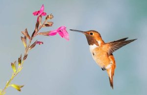 hermosa imagen de un colibri