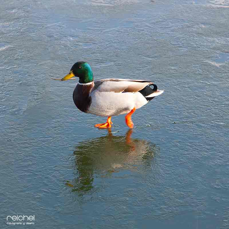 pato caminando- por el hielo