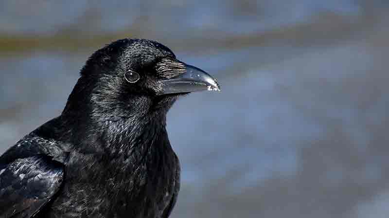 pico negro de un cuervo